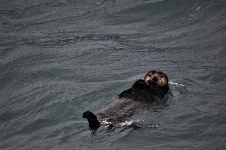 sea otters in water